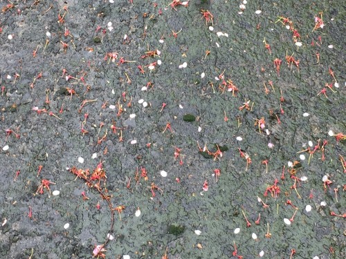 桜は散ったけれど寒い