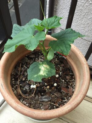 キュウリを植えた