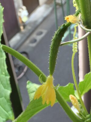 キュウリができはじめた