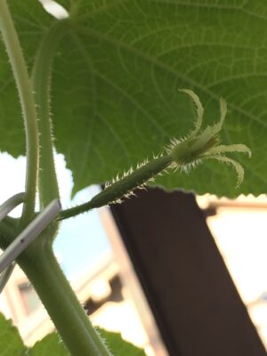 キュウリができはじめた