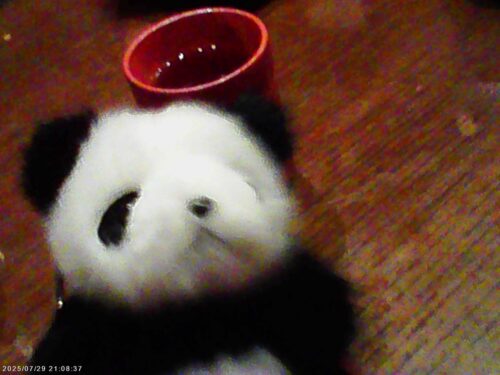 借りたトイカメラで撮った写真