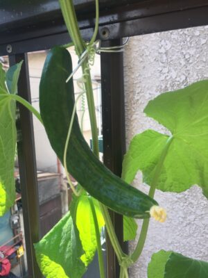 キュウリができてきた