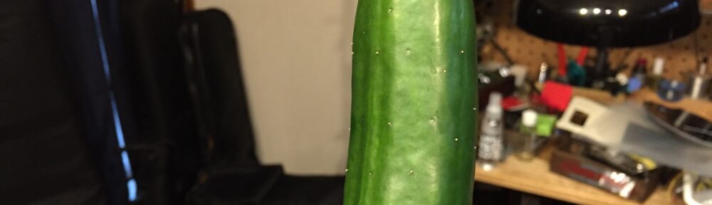 キュウリの収穫