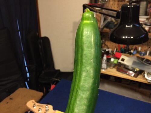 キュウリの収穫