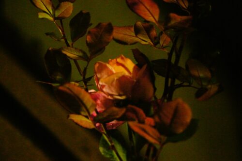 E.Zuiko Auto-T 100mm F3.5