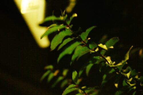 E.Zuiko Auto-T 100mm F3.5