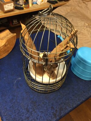 カゴに入れて水を注す