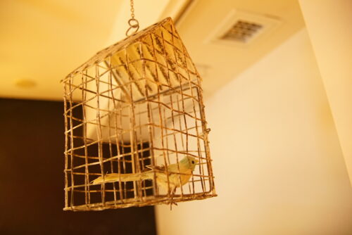 お客さんの生誕ライブ