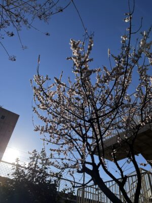 確定申告に行ってきました