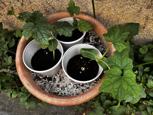ヘチマを移植した
