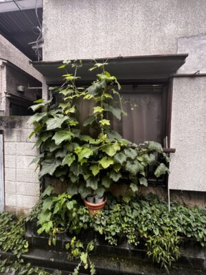 ヘチマのグリーンカーテン