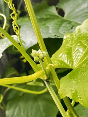 花芽が付いた